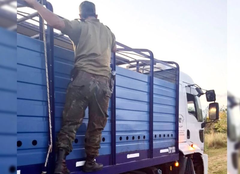 Secuestran 16 vacas y un camión en Itatí por traslado irregular: el dueño no tenía documentación y fue multado