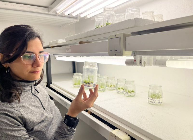 Científica correntina avanza en un proyecto de mejora genética de la cebada con fines industriales