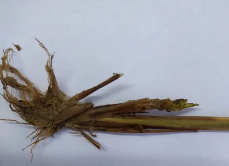 Descubren en nuestra provincia un virus del arroz que nunca había sido detectado en el país